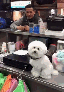 狗砸当店长，看见小姐姐就狂献殷勤，看到大叔就...这也太双标了！-3.gif