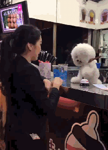 狗砸当店长，看见小姐姐就狂献殷勤，看到大叔就...这也太双标了！-2.gif