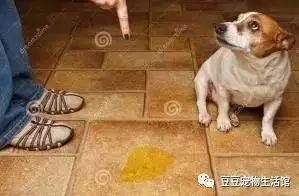 狗狗随处拉尿怎么办？3招教会狗狗定点上厕所。-1.jpeg