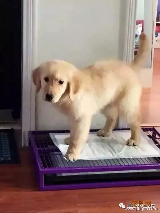 狗狗随处拉尿怎么办？3招教会狗狗定点上厕所。-2.jpeg