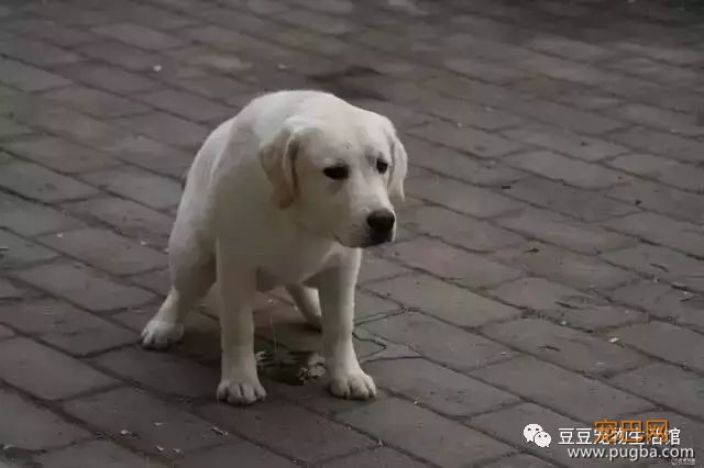 狗狗随处拉尿怎么办？3招教会狗狗定点上厕所。-3.jpeg