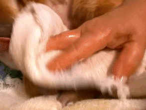 小金毛，你能长得慢点吗？-1.gif