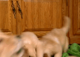 小金毛，你能长得慢点吗？-9.gif