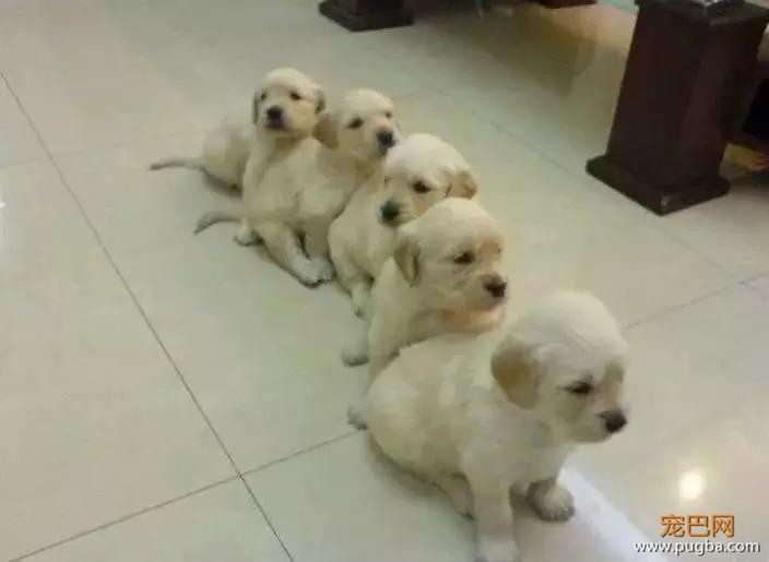 小金毛，你能长得慢点吗？-12.jpg