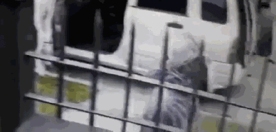 男子下车遭遇两只劫匪，关键时刻，车里的狗狗冲了出来...超帅！-2.gif