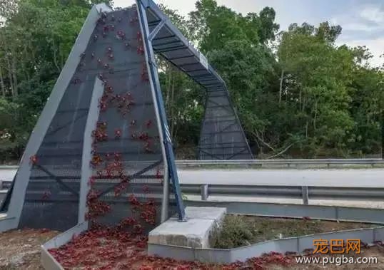 这些专为动物设计的桥梁和通道，拯救了无数生命-1.jpeg