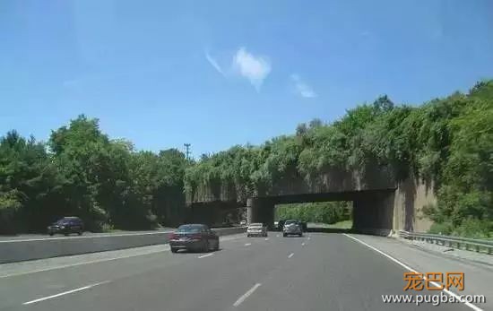 这些专为动物设计的桥梁和通道，拯救了无数生命-16.jpeg
