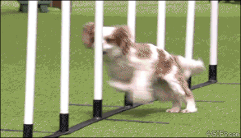 一个便宜十个爱，这样的狗你买回去不担心吗？-7.gif