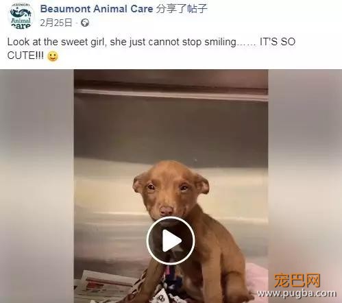 流浪狗知道自己被领养后，脸上的笑容再也没有停过-1.jpg
