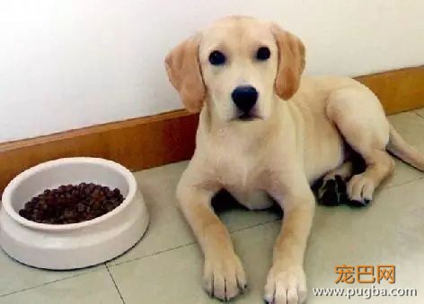 狗狗不爱吃饭？教你3个提高狗狗食欲的方法-2.jpeg