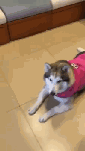 出门前下暴雨，二哈等的不耐烦，直接发起了大小姐脾气！-4.gif