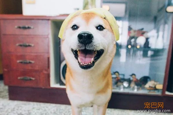 如果你在养猫养狗中犹豫不决，那就养柴犬吧-2.jpeg