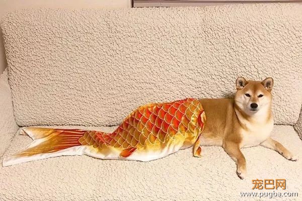 如果你在养猫养狗中犹豫不决，那就养柴犬吧-3.jpeg