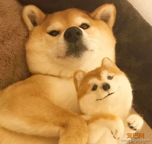 如果你在养猫养狗中犹豫不决，那就养柴犬吧-1.jpeg