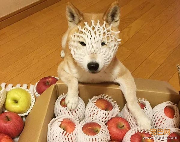 如果你在养猫养狗中犹豫不决，那就养柴犬吧-5.jpeg