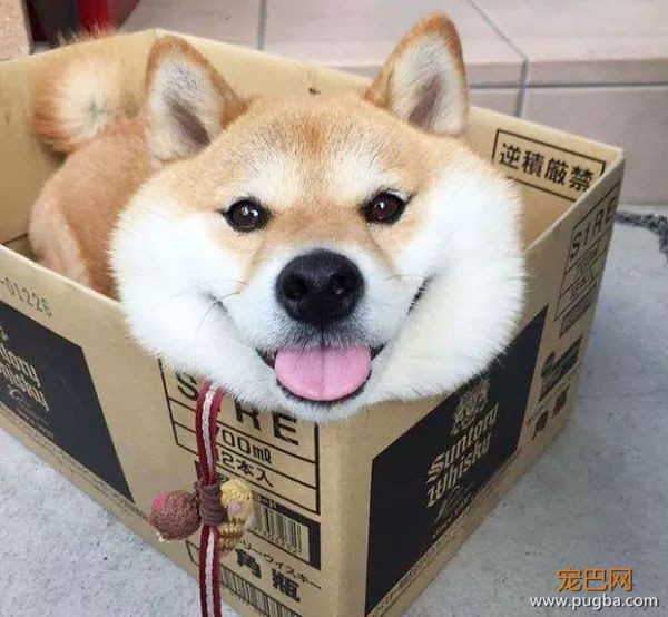 如果你在养猫养狗中犹豫不决，那就养柴犬吧-4.jpeg
