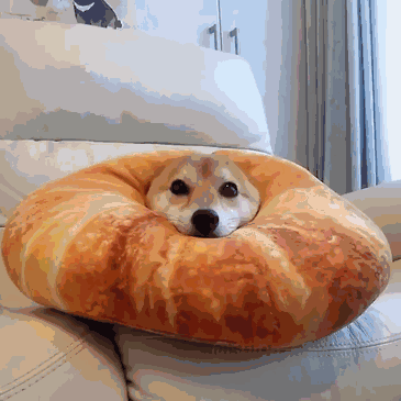 如果你在养猫养狗中犹豫不决，那就养柴犬吧-6.gif