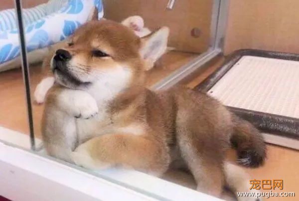 如果你在养猫养狗中犹豫不决，那就养柴犬吧-7.jpeg