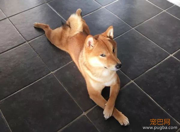 如果你在养猫养狗中犹豫不决，那就养柴犬吧-9.jpeg