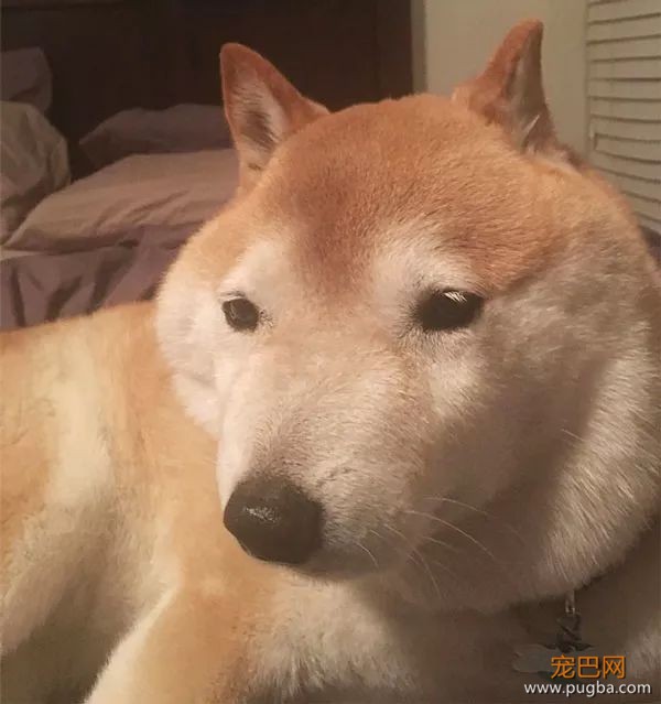 如果你在养猫养狗中犹豫不决，那就养柴犬吧-11.jpeg