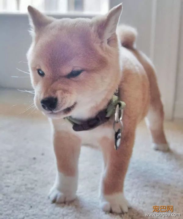 如果你在养猫养狗中犹豫不决，那就养柴犬吧-12.jpeg