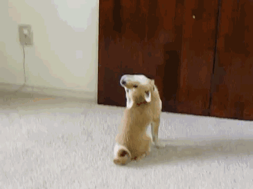 如果你在养猫养狗中犹豫不决，那就养柴犬吧-10.gif