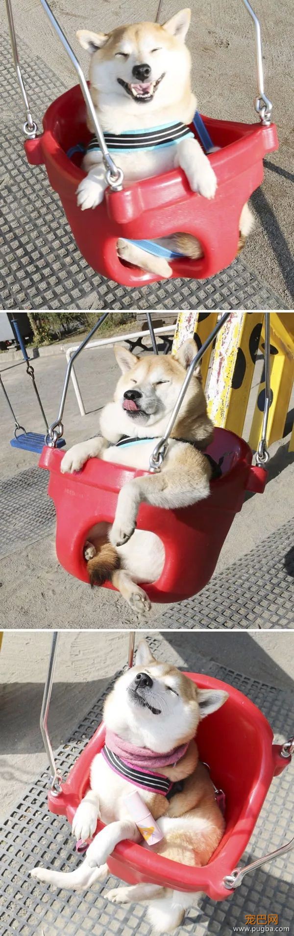 如果你在养猫养狗中犹豫不决，那就养柴犬吧-14.jpeg