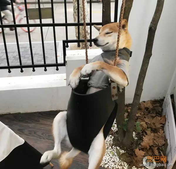 如果你在养猫养狗中犹豫不决，那就养柴犬吧-15.jpeg