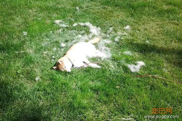 如果你在养猫养狗中犹豫不决，那就养柴犬吧-18.jpeg