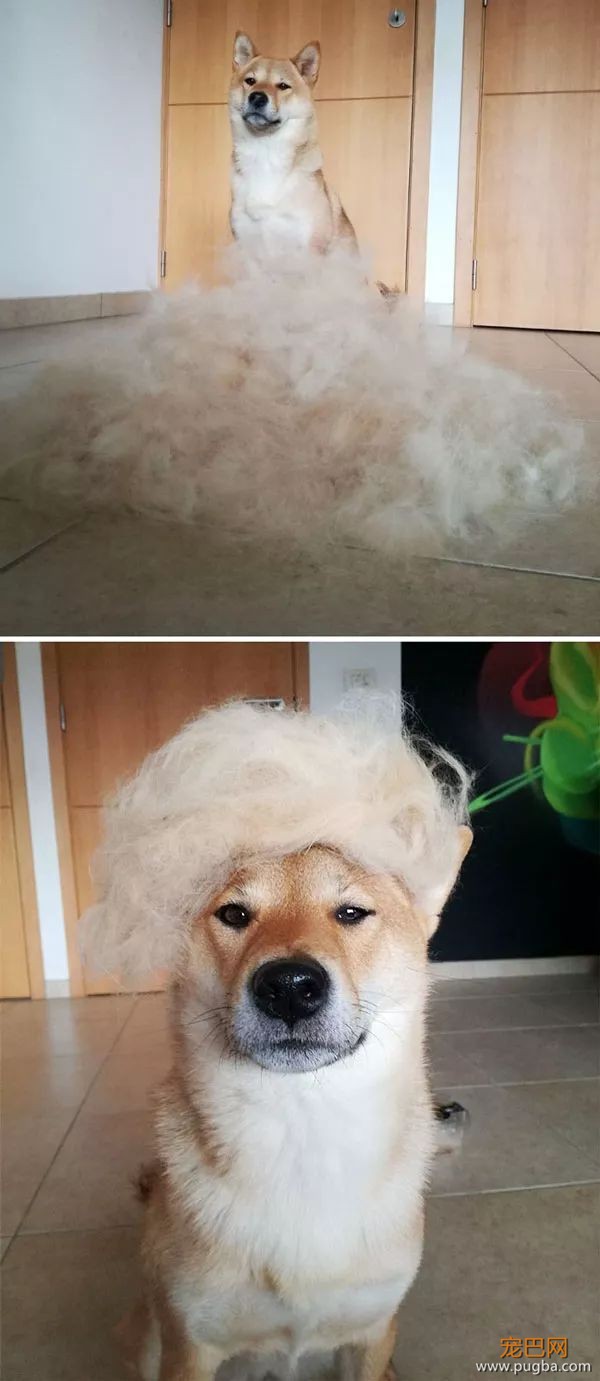 如果你在养猫养狗中犹豫不决，那就养柴犬吧-17.jpeg