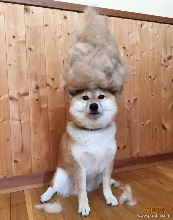 如果你在养猫养狗中犹豫不决，那就养柴犬吧-19.jpeg
