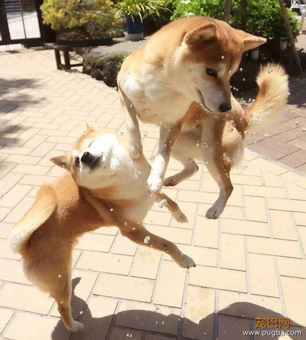 如果你在养猫养狗中犹豫不决，那就养柴犬吧-22.jpeg