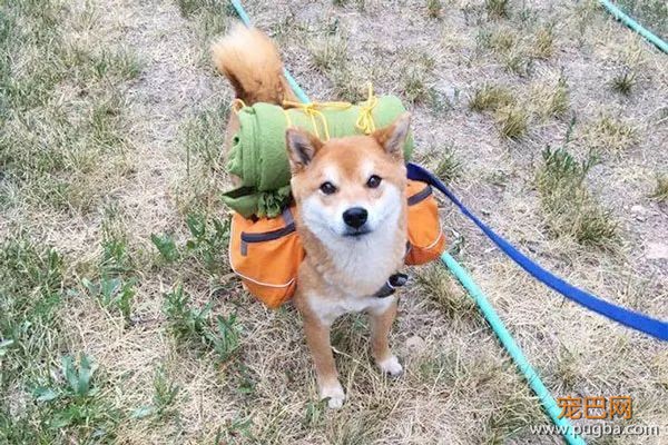 如果你在养猫养狗中犹豫不决，那就养柴犬吧-20.jpeg