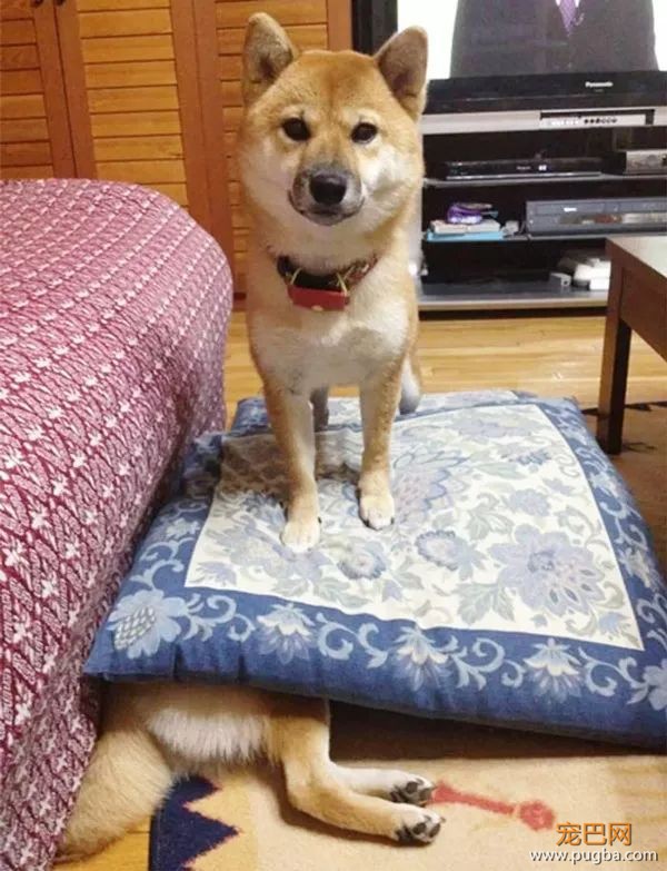 如果你在养猫养狗中犹豫不决，那就养柴犬吧-26.jpeg