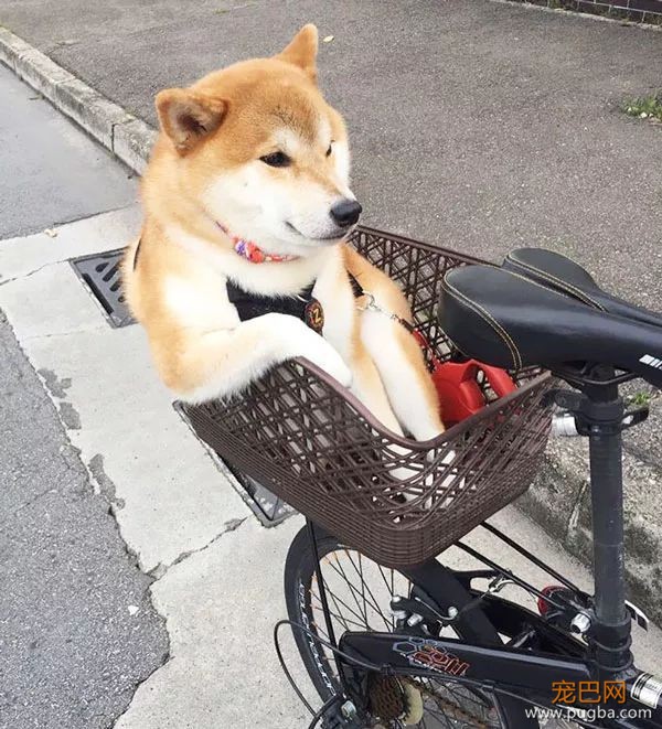 如果你在养猫养狗中犹豫不决，那就养柴犬吧-27.jpeg