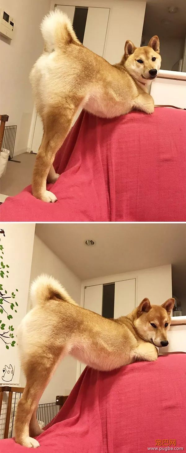 如果你在养猫养狗中犹豫不决，那就养柴犬吧-29.jpeg
