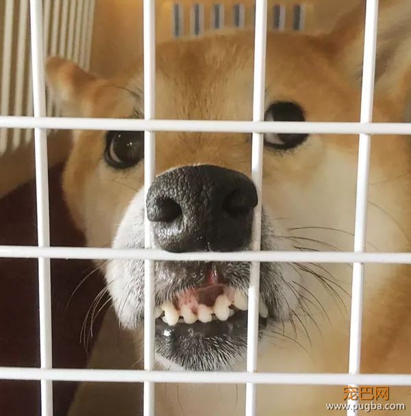 如果你在养猫养狗中犹豫不决，那就养柴犬吧-32.jpeg