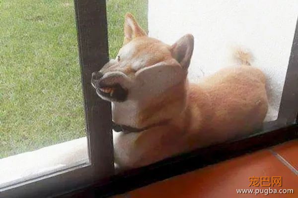如果你在养猫养狗中犹豫不决，那就养柴犬吧-34.jpeg