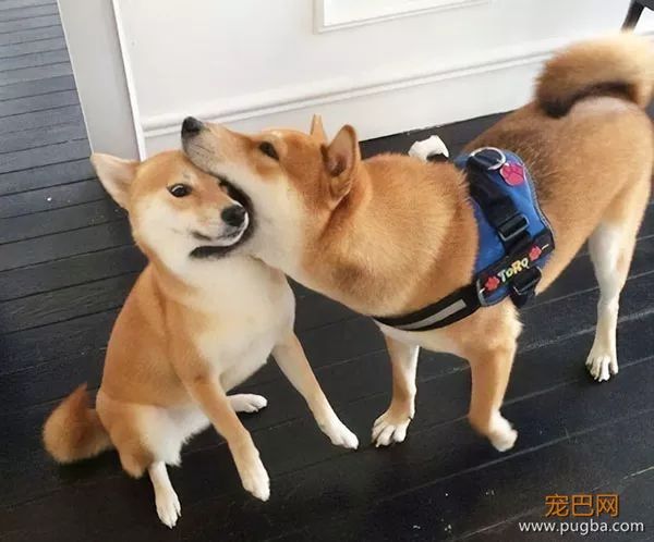 如果你在养猫养狗中犹豫不决，那就养柴犬吧-33.jpeg