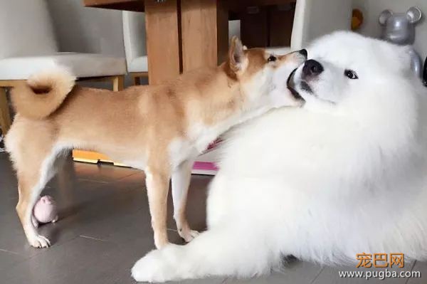 如果你在养猫养狗中犹豫不决，那就养柴犬吧-37.jpeg