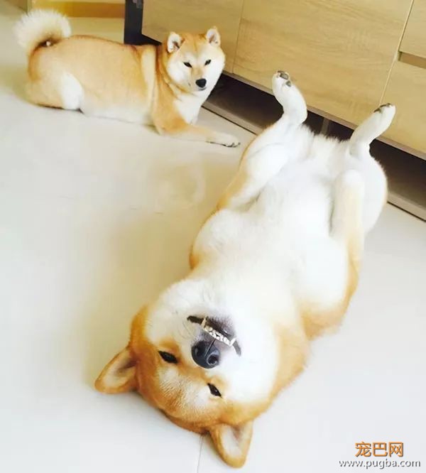 如果你在养猫养狗中犹豫不决，那就养柴犬吧-35.jpeg