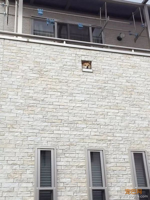 如果你在养猫养狗中犹豫不决，那就养柴犬吧-38.jpeg