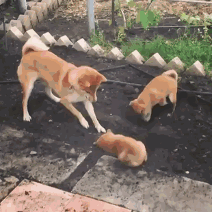 如果你在养猫养狗中犹豫不决，那就养柴犬吧-36.gif