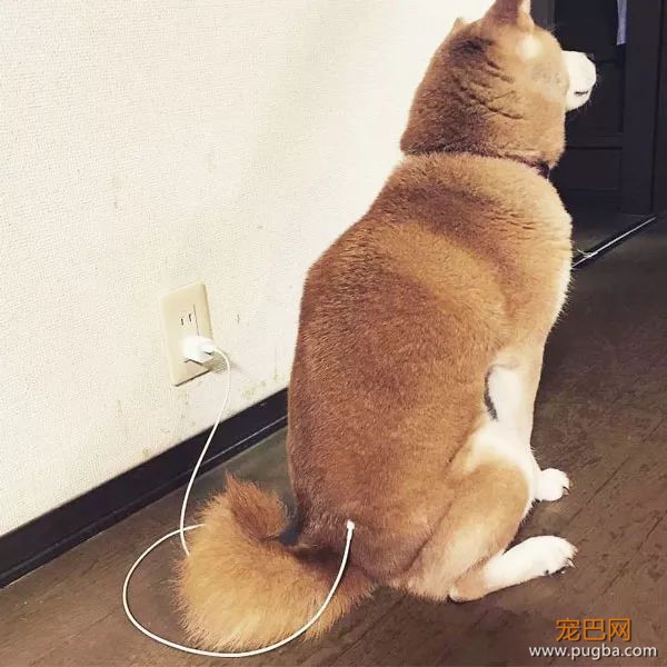 如果你在养猫养狗中犹豫不决，那就养柴犬吧-40.jpeg