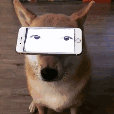 如果你在养猫养狗中犹豫不决，那就养柴犬吧-41.gif