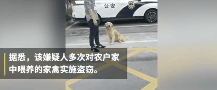 大金毛被偷后认贼作父，被警察解救后，竟然还袭警救小偷？-7.gif
