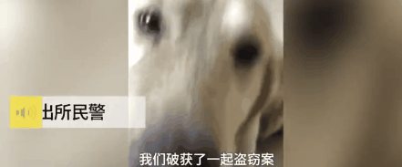 大金毛被偷后认贼作父，被警察解救后，竟然还袭警救小偷？-8.gif