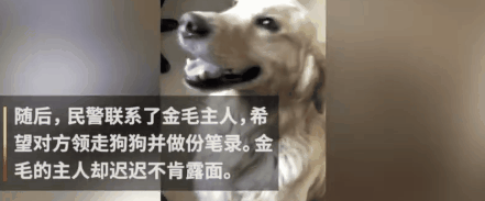 大金毛被偷后认贼作父，被警察解救后，竟然还袭警救小偷？-10.gif