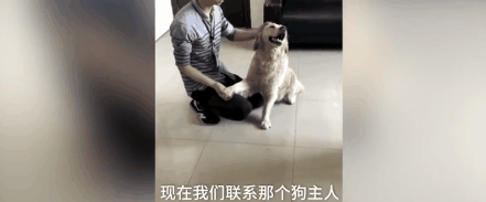 大金毛被偷后认贼作父，被警察解救后，竟然还袭警救小偷？-11.gif