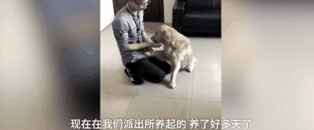 大金毛被偷后认贼作父，被警察解救后，竟然还袭警救小偷？-13.gif